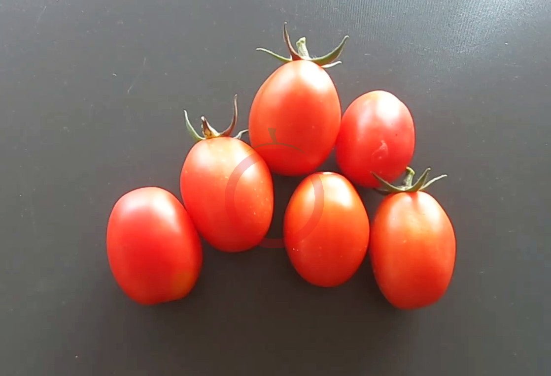 König Humbert DER TOMATENFLÜSTERER