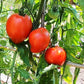 Konus DER TOMATENFLÜSTERER