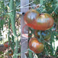 Le Sirop d'érable DER TOMATENFLÜSTERER