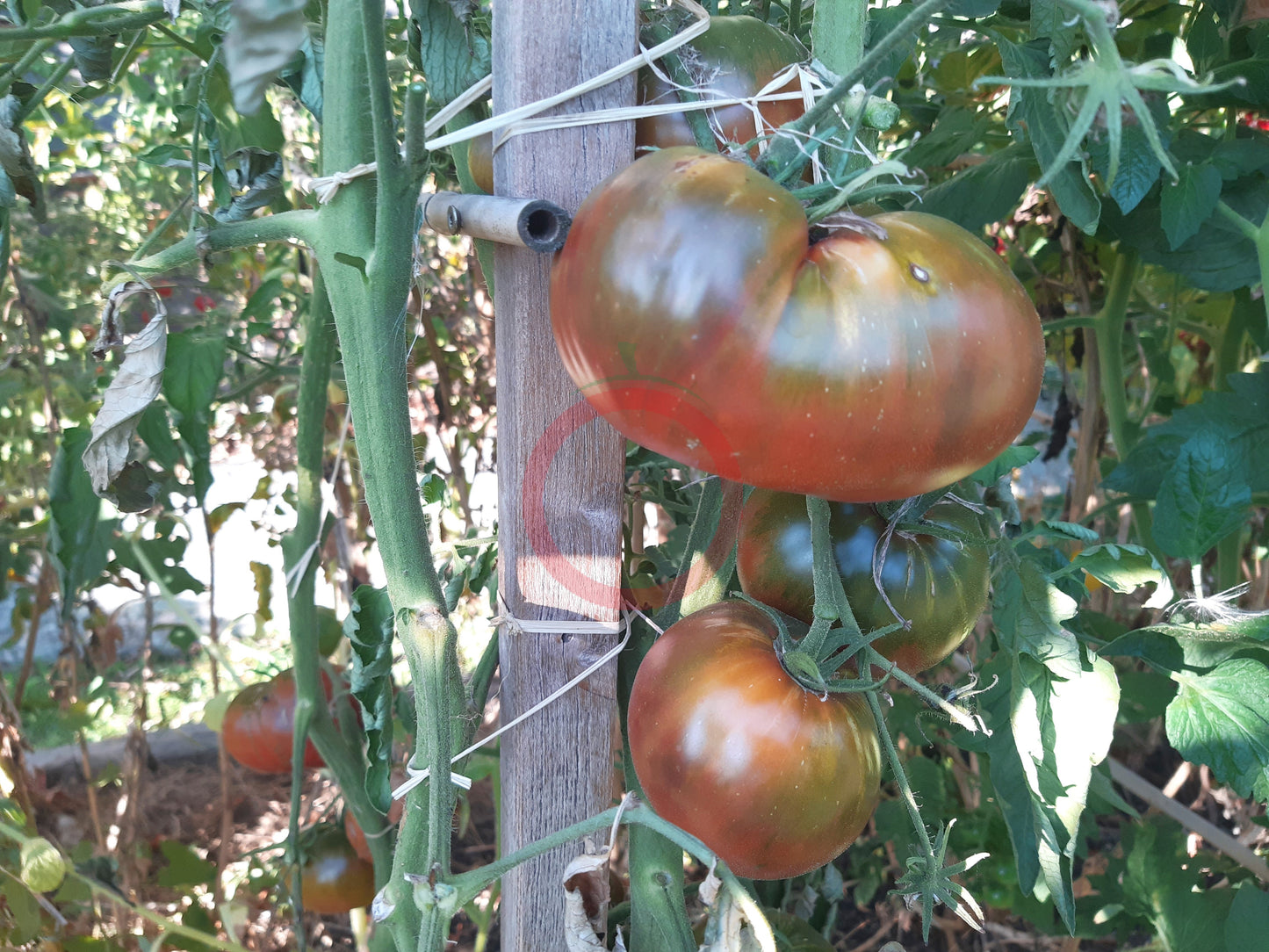 Le Sirop d'érable DER TOMATENFLÜSTERER