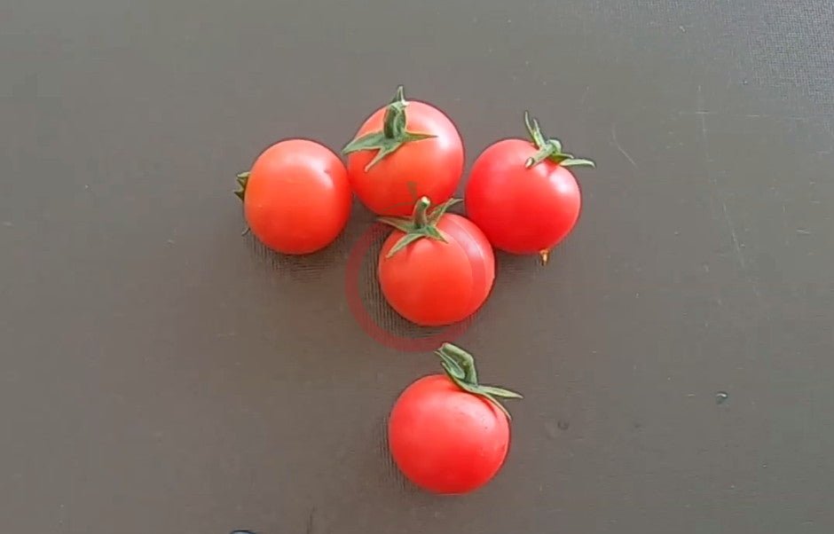 Lea von Annemarie DER TOMATENFLÜSTERER