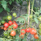 Lea von Annemarie DER TOMATENFLÜSTERER