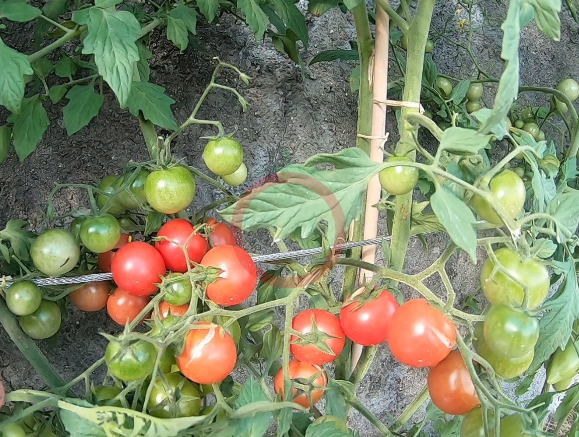 Lea von Annemarie DER TOMATENFLÜSTERER