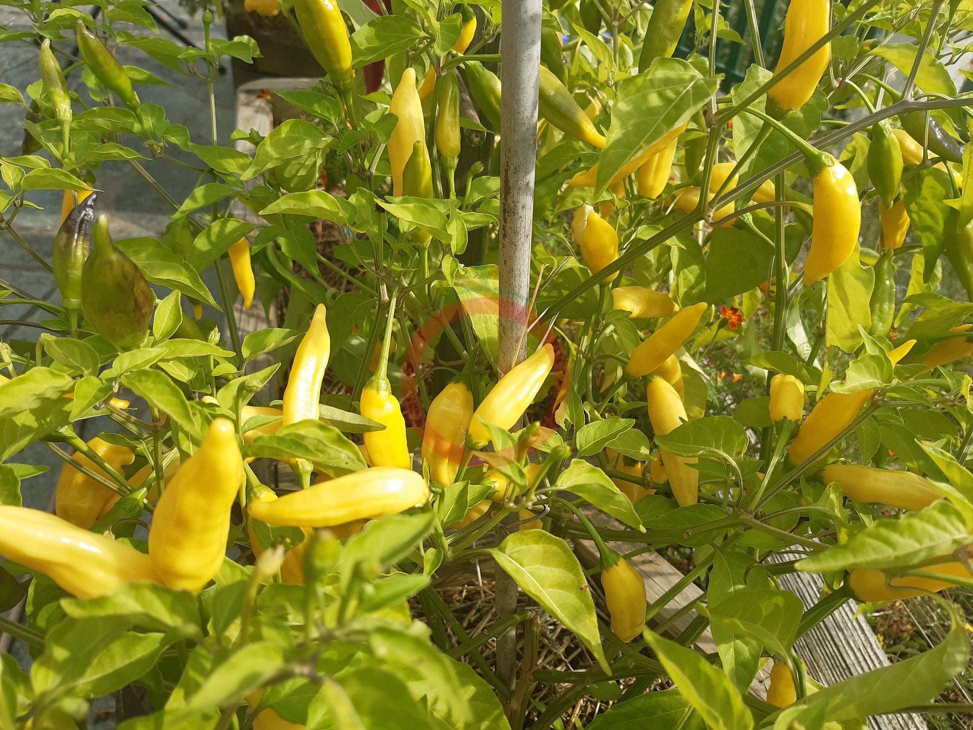 Lemon Drop DER TOMATENFLÜSTERER