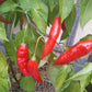 Lemon Drop Rot DER TOMATENFLÜSTERER