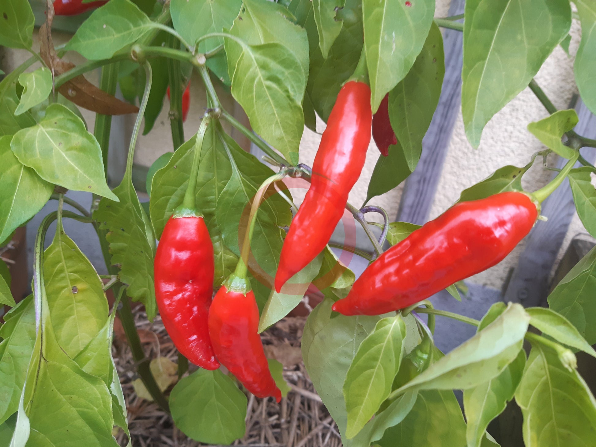 Lemon Drop Rot DER TOMATENFLÜSTERER