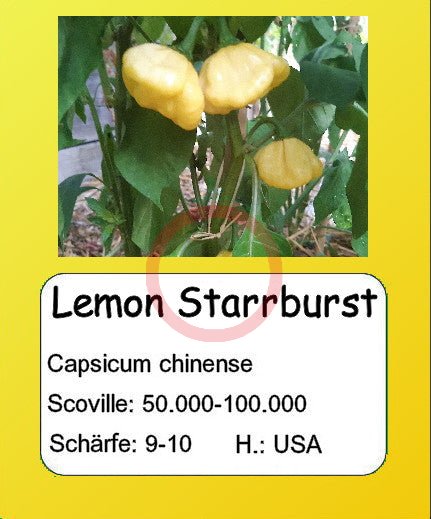 Lemon Starrburst DER TOMATENFLÜSTERER