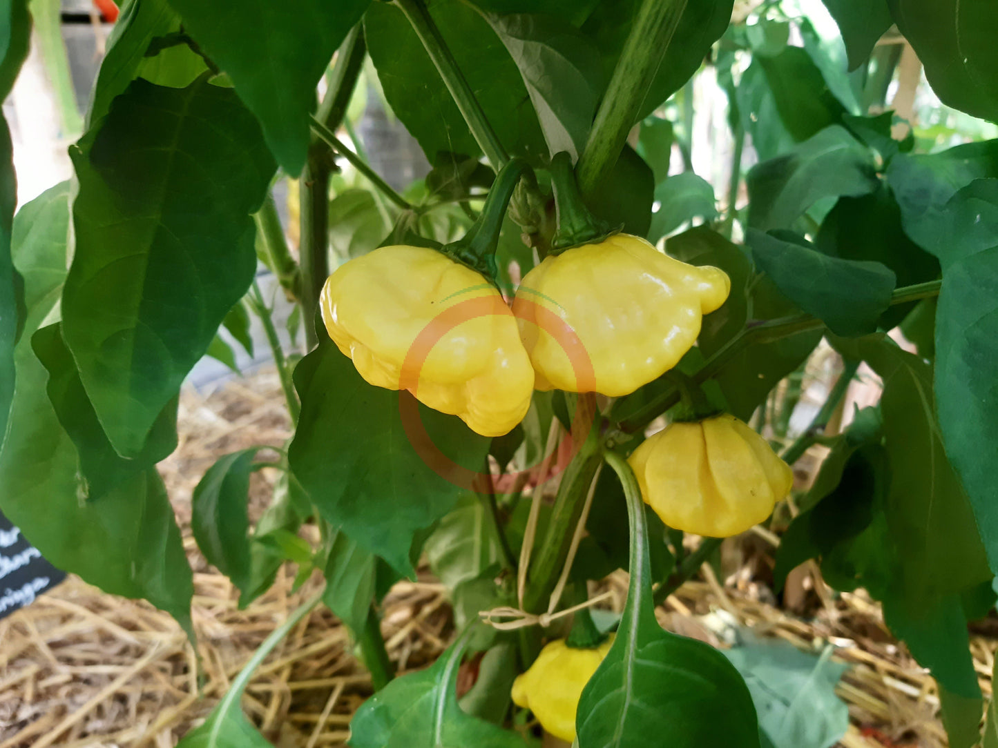 Lemon Starrburst DER TOMATENFLÜSTERER