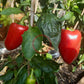 Lesya DER TOMATENFLÜSTERER