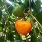 Lesya Orange DER TOMATENFLÜSTERER