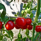 Liberty Bell DER TOMATENFLÜSTERER