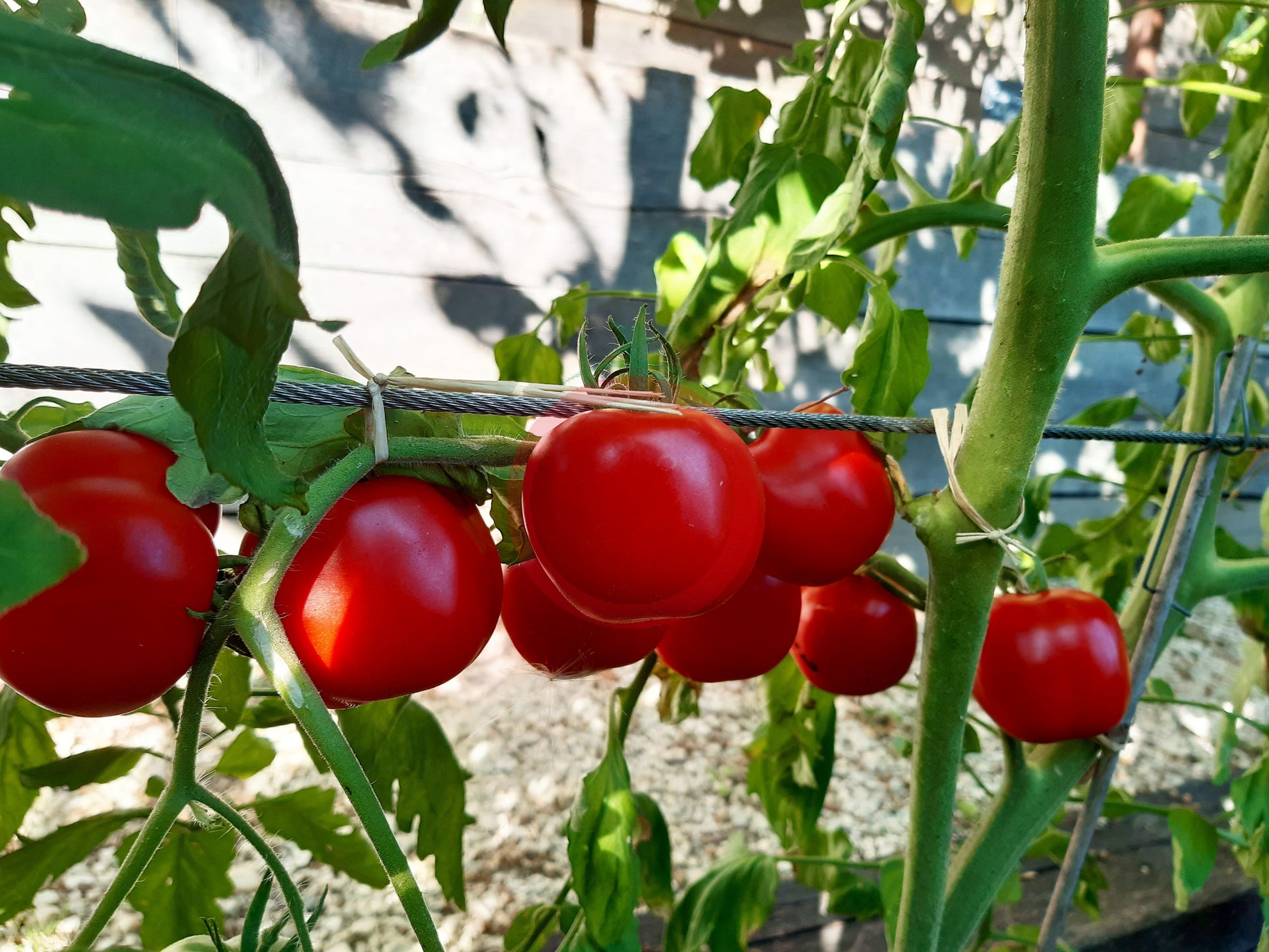 Liberty Bell DER TOMATENFLÜSTERER