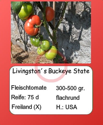 Livingston´s Buckeye State DER TOMATENFLÜSTERER