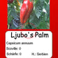 Ljubo's Palm DER TOMATENFLÜSTERER