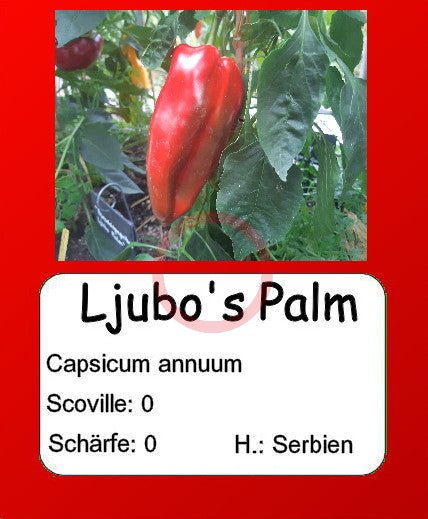 Ljubo's Palm DER TOMATENFLÜSTERER