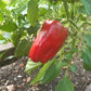 Ljubo's Palm DER TOMATENFLÜSTERER