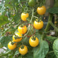 Lollipop DER TOMATENFLÜSTERER