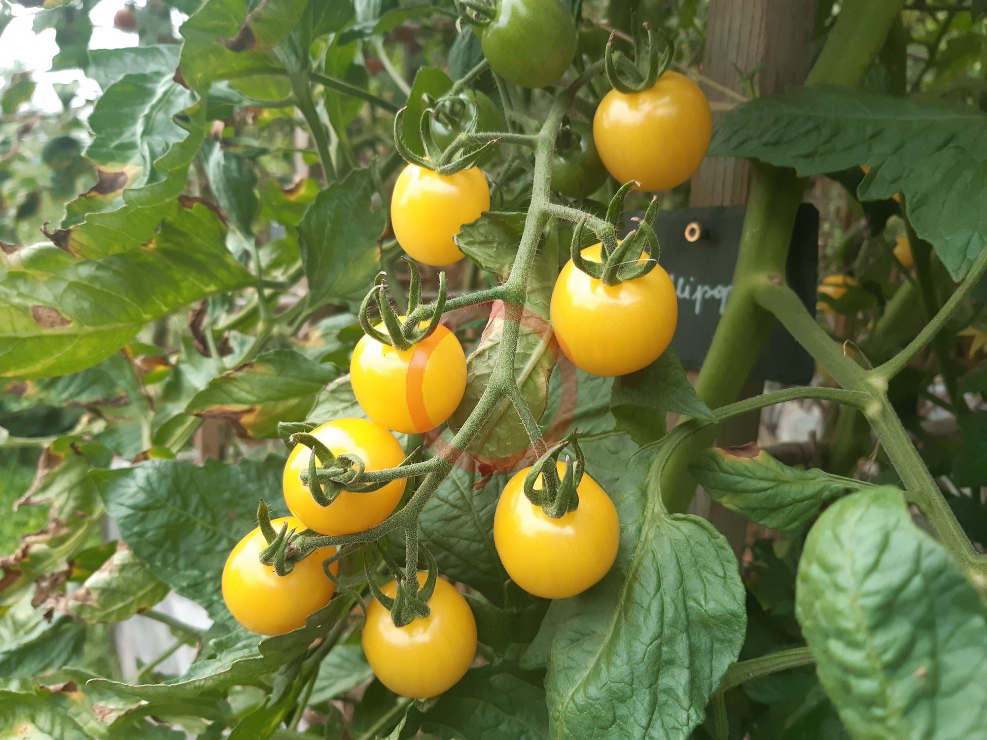 Lollipop DER TOMATENFLÜSTERER