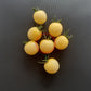 Lollipop DER TOMATENFLÜSTERER