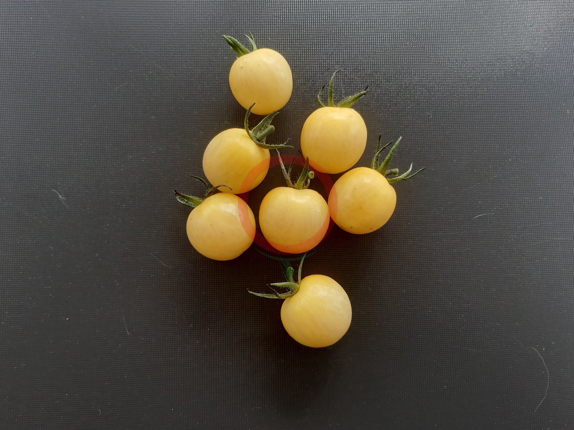 Lollipop DER TOMATENFLÜSTERER