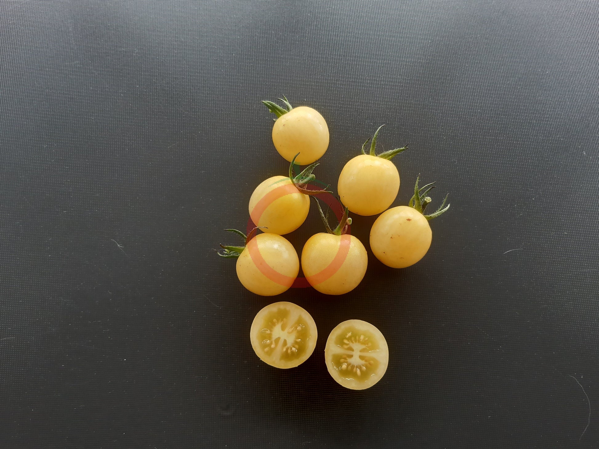 Lollipop DER TOMATENFLÜSTERER
