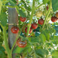 Lost Marbles DER TOMATENFLÜSTERER