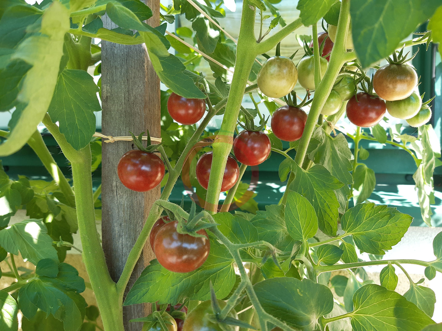 Lost Marbles DER TOMATENFLÜSTERER