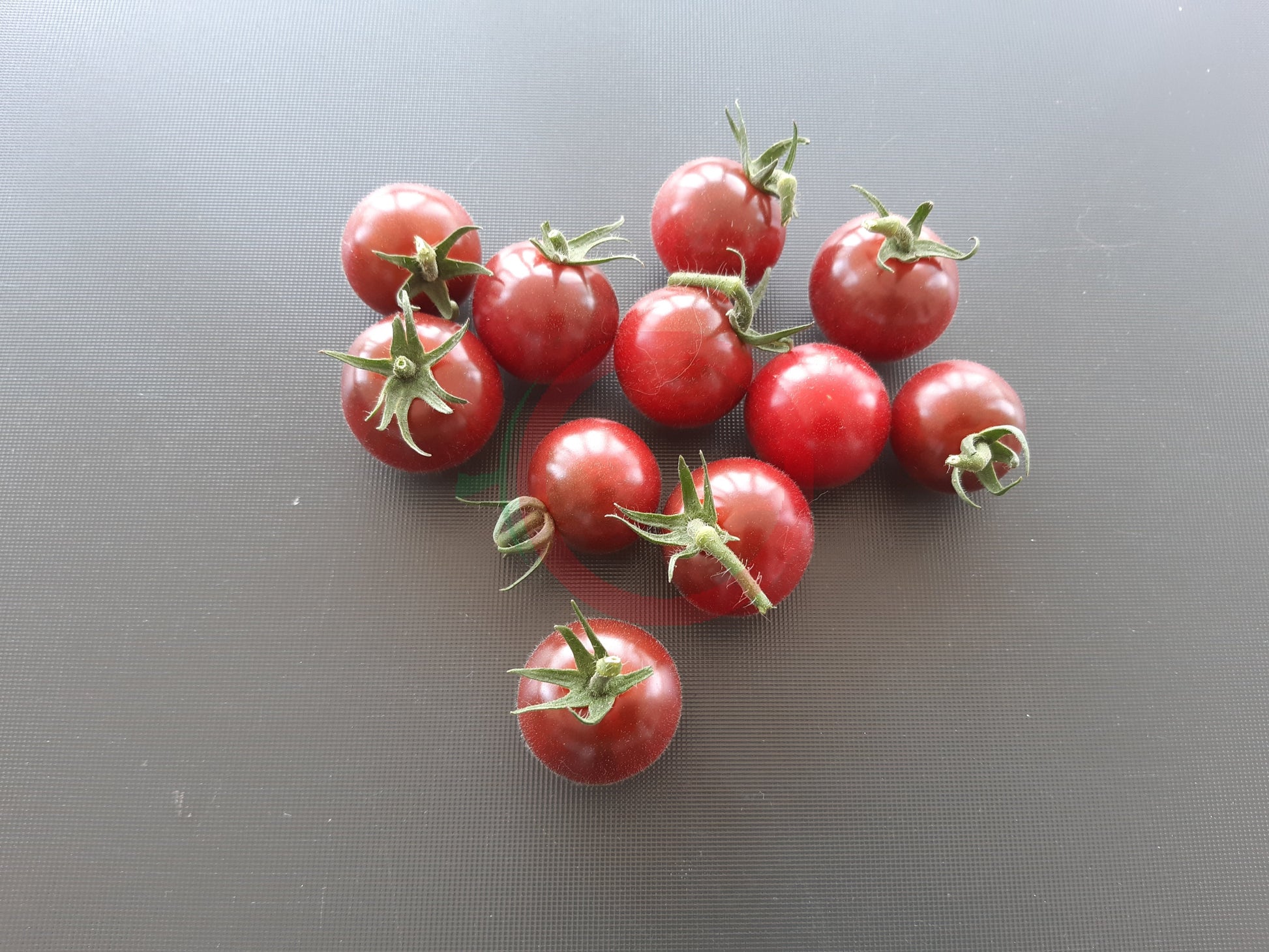 Lost Marbles DER TOMATENFLÜSTERER