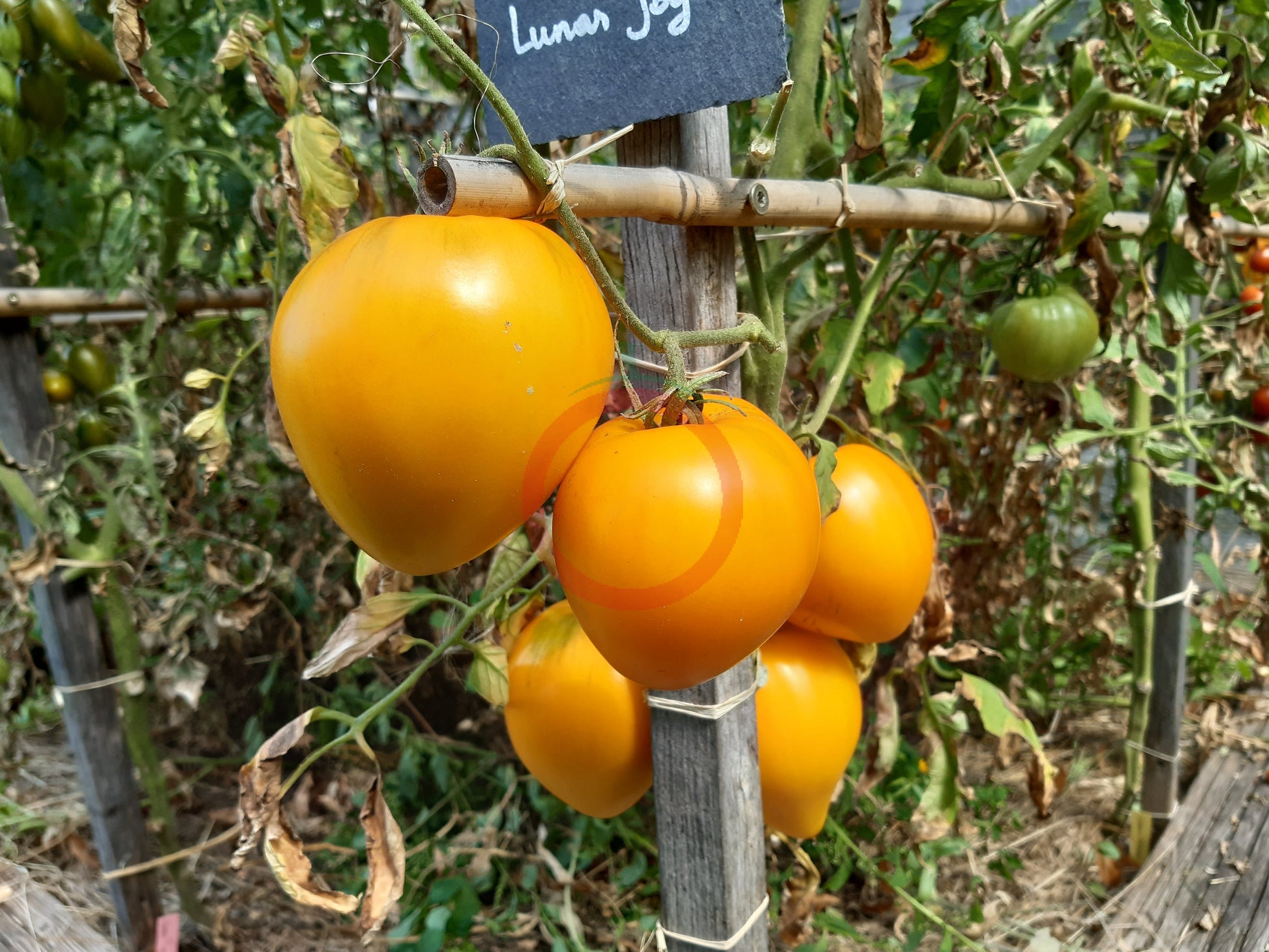 Lunar Joy DER TOMATENFLÜSTERER