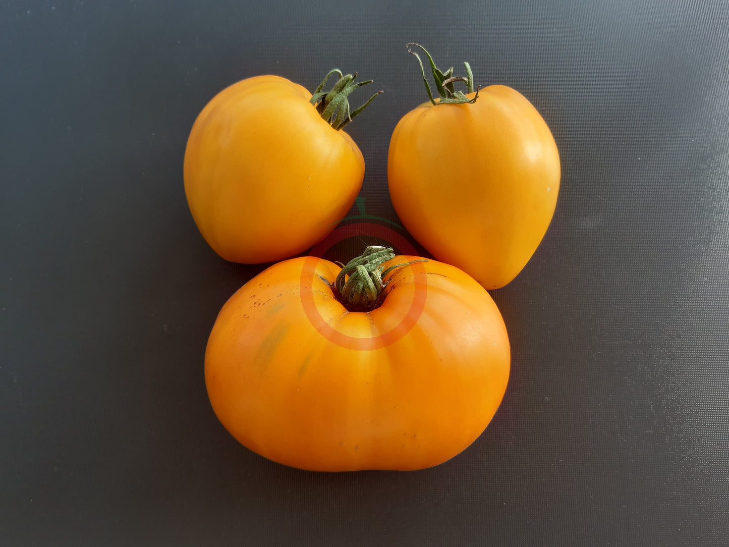 Lunar Joy DER TOMATENFLÜSTERER