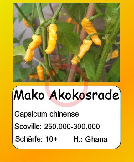 Mako Akokosrade DER TOMATENFLÜSTERER