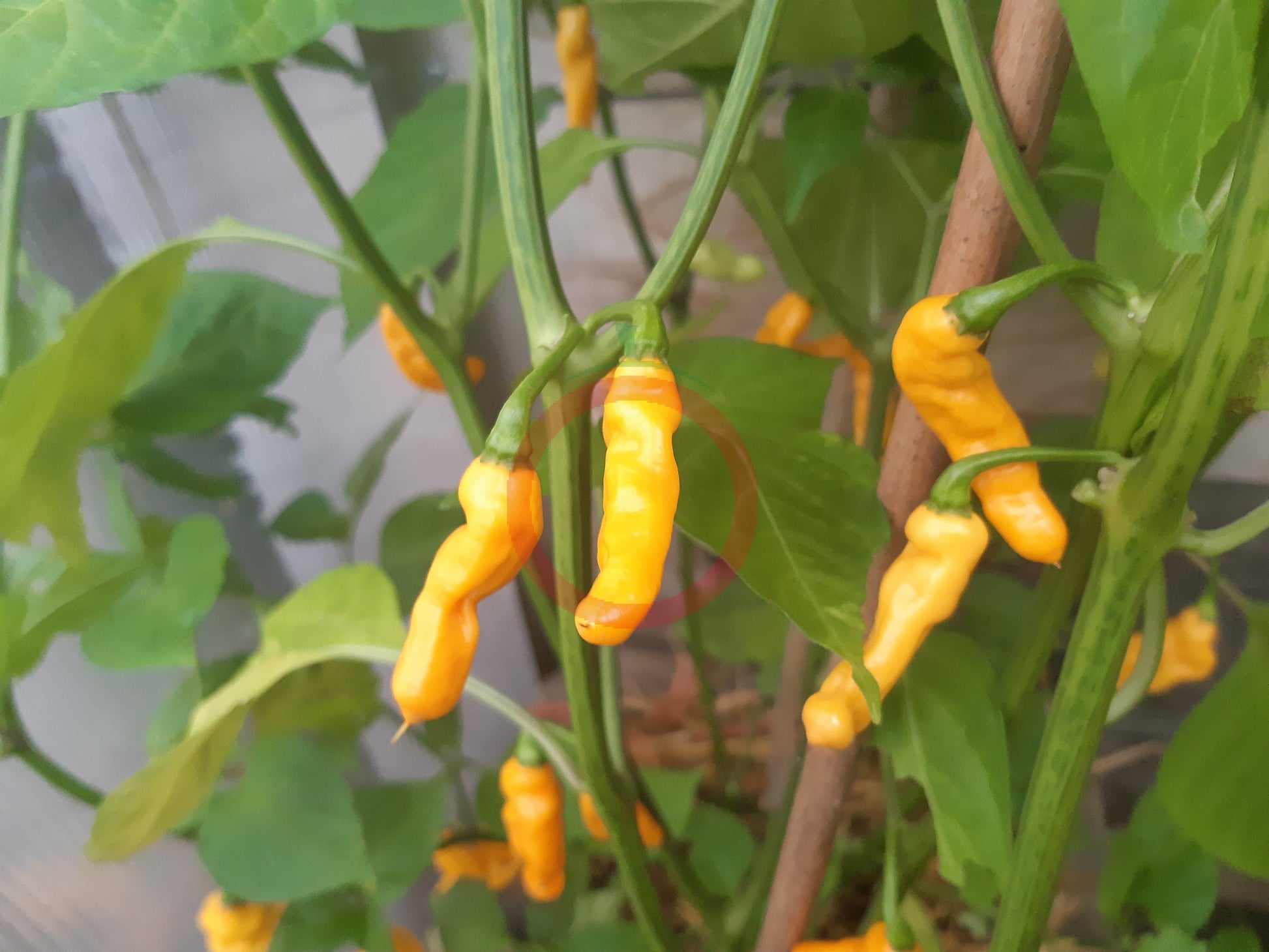 Mako Akokosrade DER TOMATENFLÜSTERER