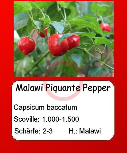 Malawi Piquante Pepper DER TOMATENFLÜSTERER