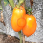 Mango Django DER TOMATENFLÜSTERER