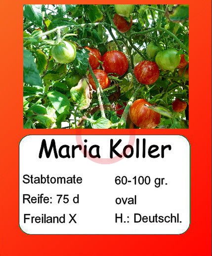 Maria Koller DER TOMATENFLÜSTERER