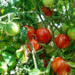 Maria Koller DER TOMATENFLÜSTERER