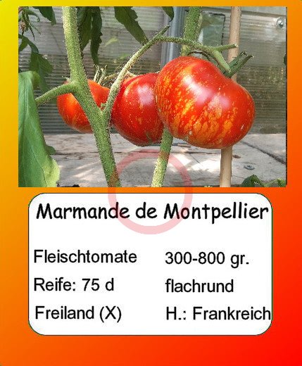 Marmande de Montpellier DER TOMATENFLÜSTERER