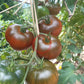 Marshmallow in Chocolate DER TOMATENFLÜSTERER