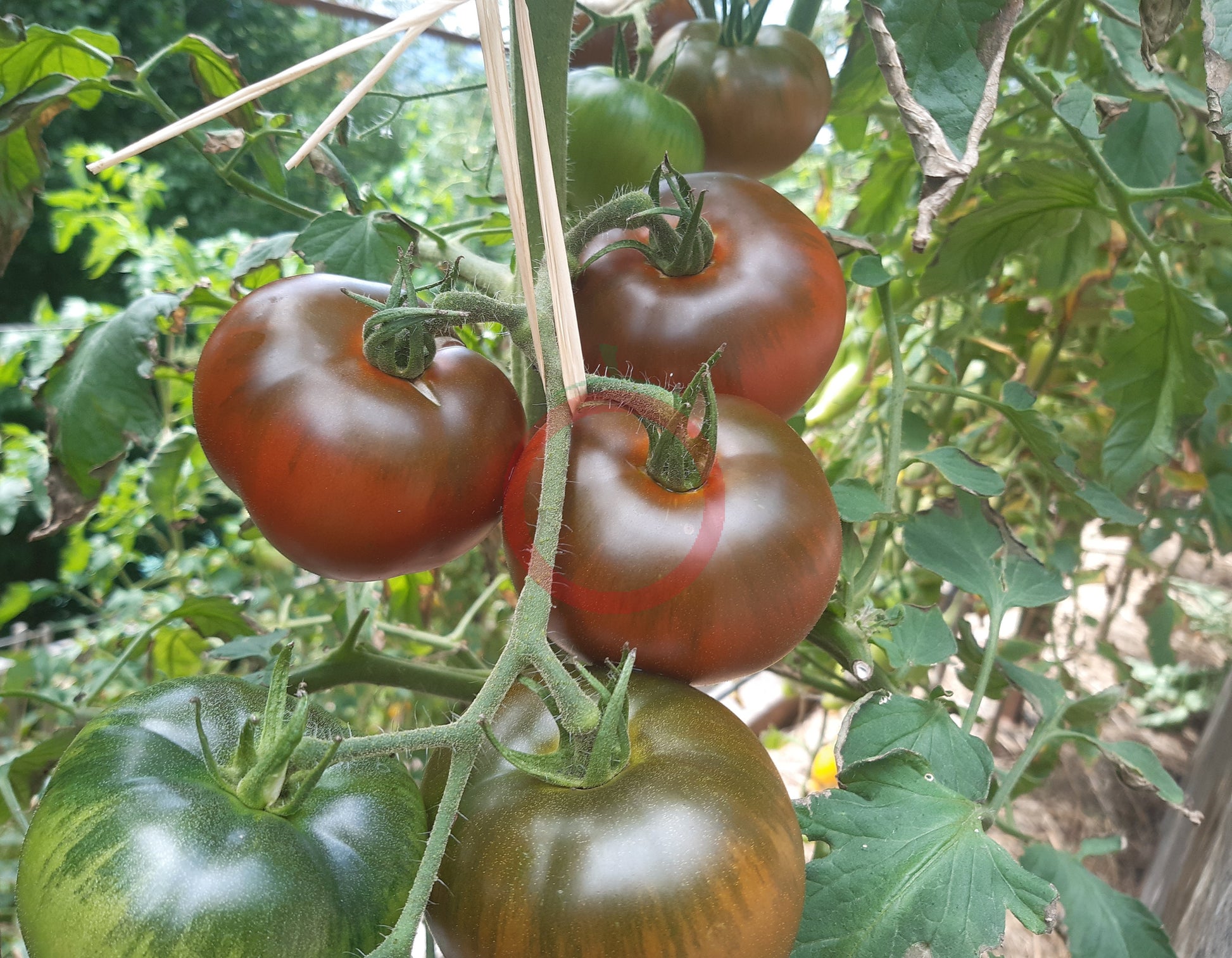 Marshmallow in Chocolate DER TOMATENFLÜSTERER