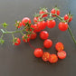 Matt´s Wild Cherry DER TOMATENFLÜSTERER