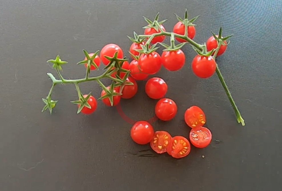 Matt´s Wild Cherry DER TOMATENFLÜSTERER