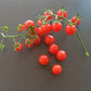 Matt´s Wild Cherry DER TOMATENFLÜSTERER