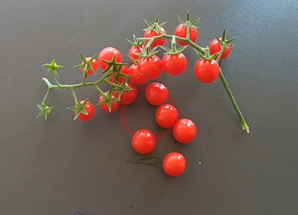 Matt´s Wild Cherry DER TOMATENFLÜSTERER