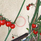 Matt´s Wild Cherry DER TOMATENFLÜSTERER