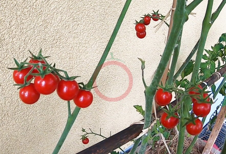 Matt´s Wild Cherry DER TOMATENFLÜSTERER