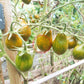 Michael Pollan DER TOMATENFLÜSTERER