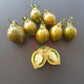 Michael Pollan DER TOMATENFLÜSTERER