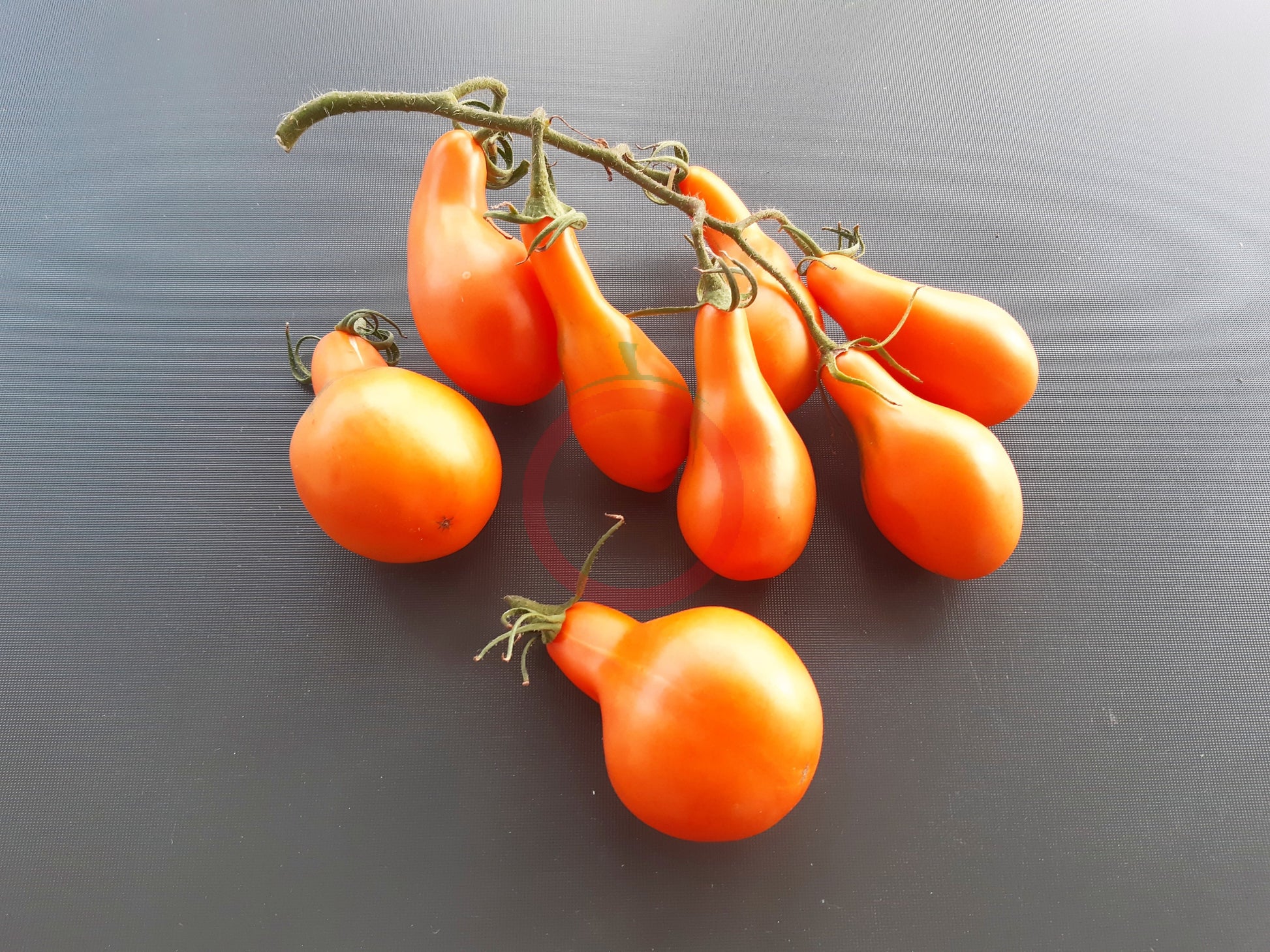 Mila DER TOMATENFLÜSTERER