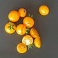 Mirabell DER TOMATENFLÜSTERER