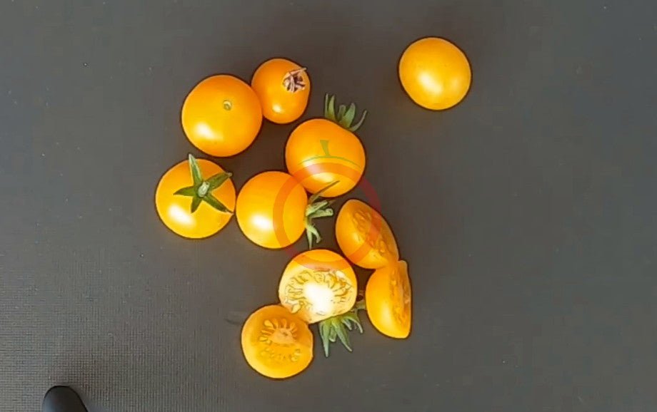 Mirabell DER TOMATENFLÜSTERER